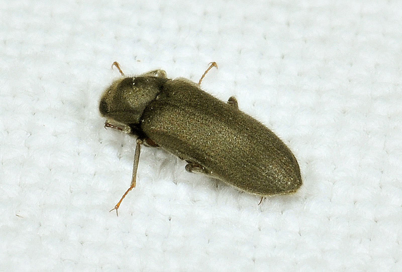 Piccolo coleottero: Dryops sp., Dryopidae